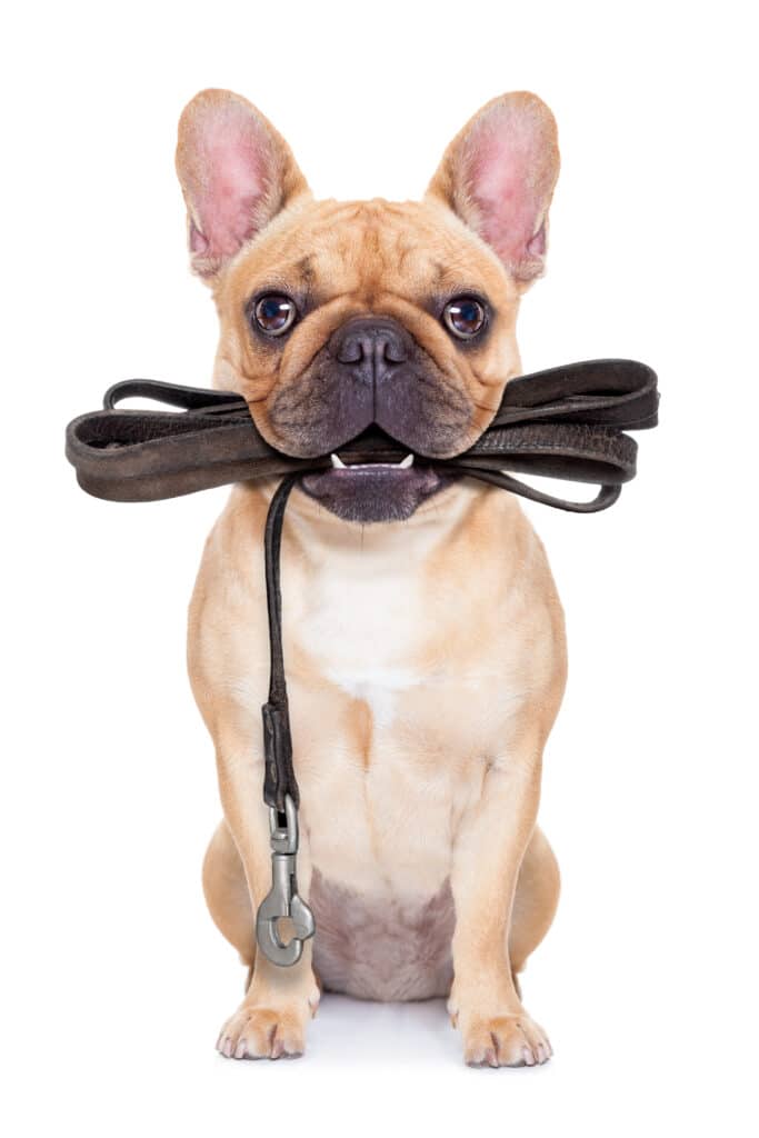 Dog holding a leash for pets